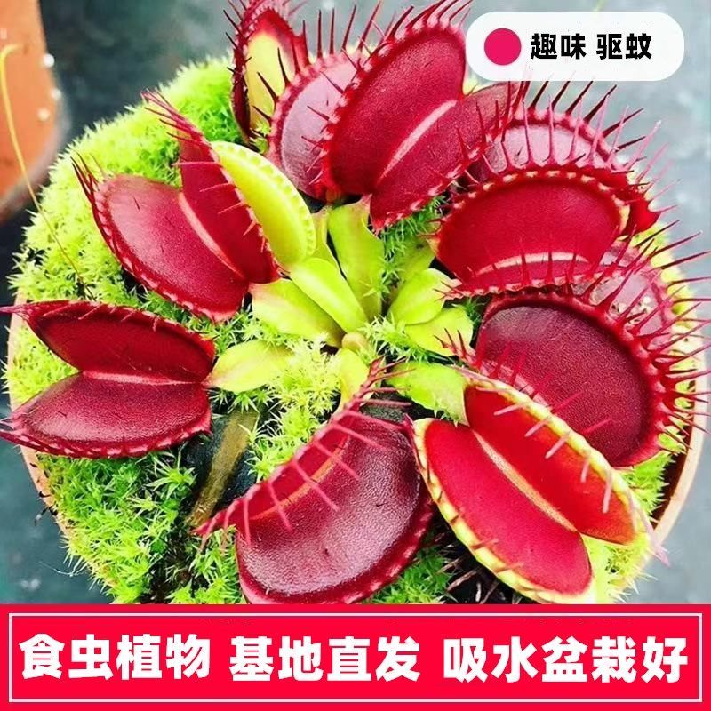 捕蝇草盆栽巨型食人花猪笼草驱蚊草夏季食虫植物室内花卉绿植好养图片 高清实拍大图 苏宁易购