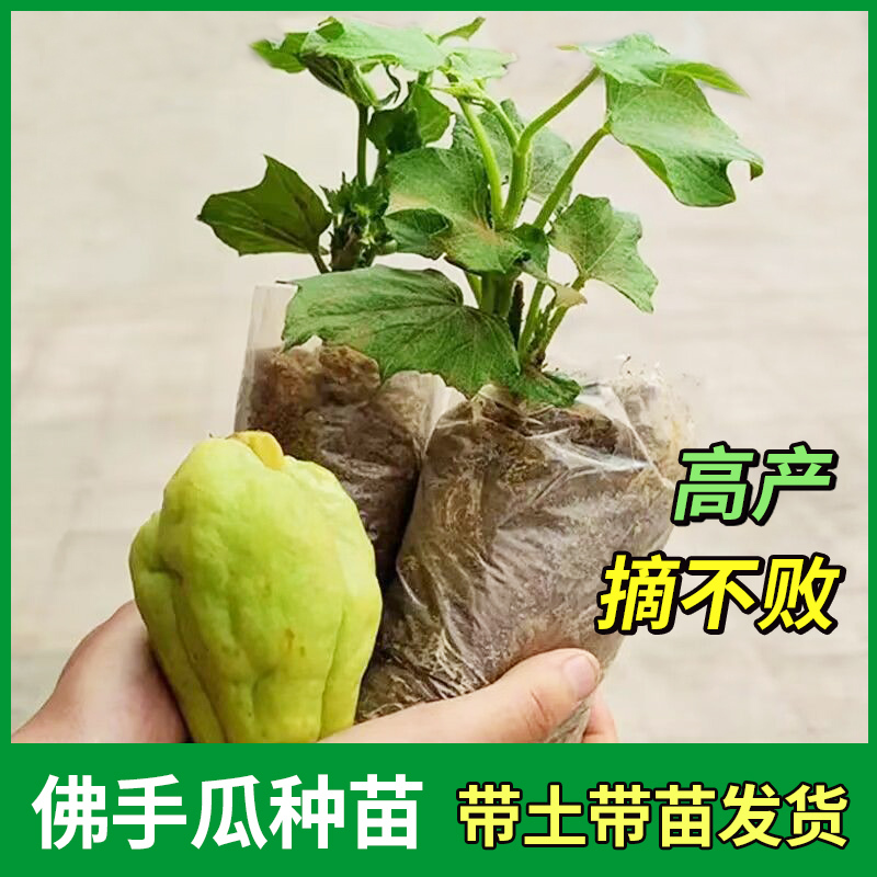 佛手瓜种苗带土种子蔬菜苗龙须菜种瓜苗子带土带芽福寿瓜高清大图