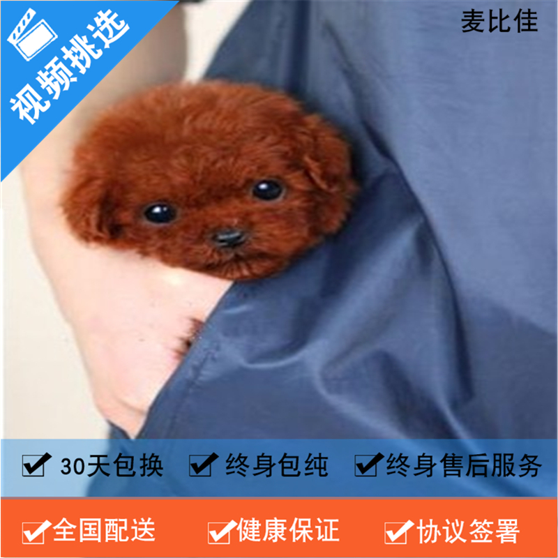 麦比佳 Mobius 狗狗麦比佳纯种泰迪幼犬活体狗狗茶杯型红泰迪幼犬长不大的泰迪狗狗白色小型犬双血统赛级标准泰迪狗狗贵宾犬 宠物活体狗狗 价格图片品牌报价 苏宁易购麦比佳宠物专营店