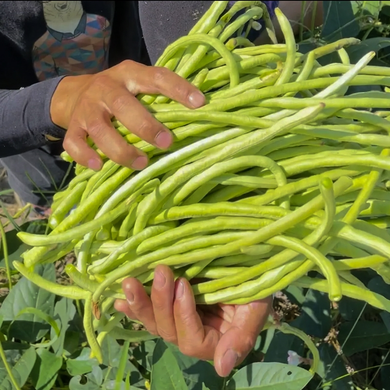 回固无架豆种子高产早熟春季秋季四季蔬菜种子地豆角种孑豇豆种籽花