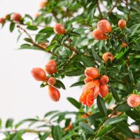 小种四季开花室内耐寒植物花卉办公室盆栽观花盆景绿植