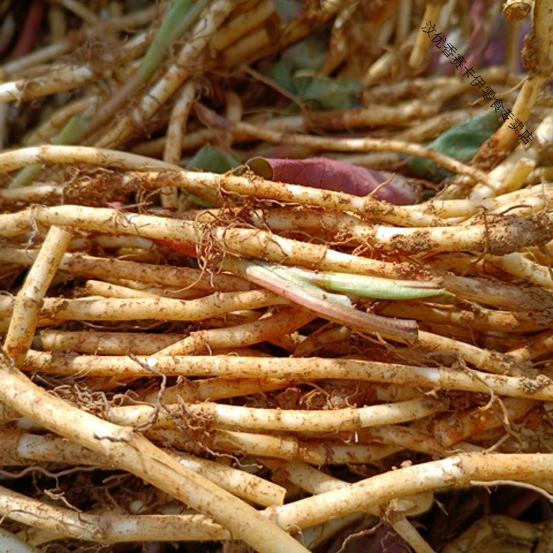 鱼腥草新鲜折耳根凉拌农家自种现挖嫩根节儿根多规格侧耳根批发