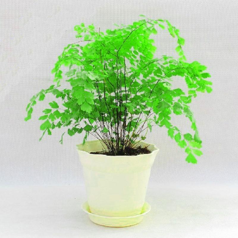 铁线蕨中型植物可水培适合室内盆栽绿植吸甲醛净化空气吸收二手烟