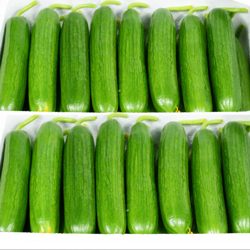 西兰花寿光西兰花新鲜现摘必备5斤视频