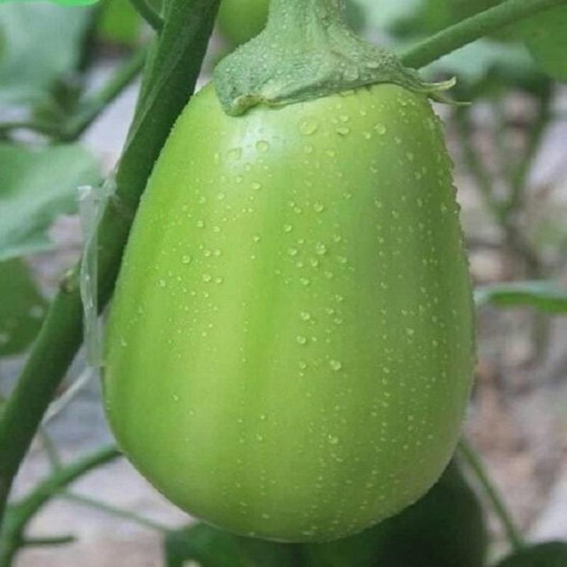 净重5斤新鲜青茄子[坏果包赔] 特产青茄子新鲜绿茄子圆茄子新鲜蔬菜绿皮茄子农家自种