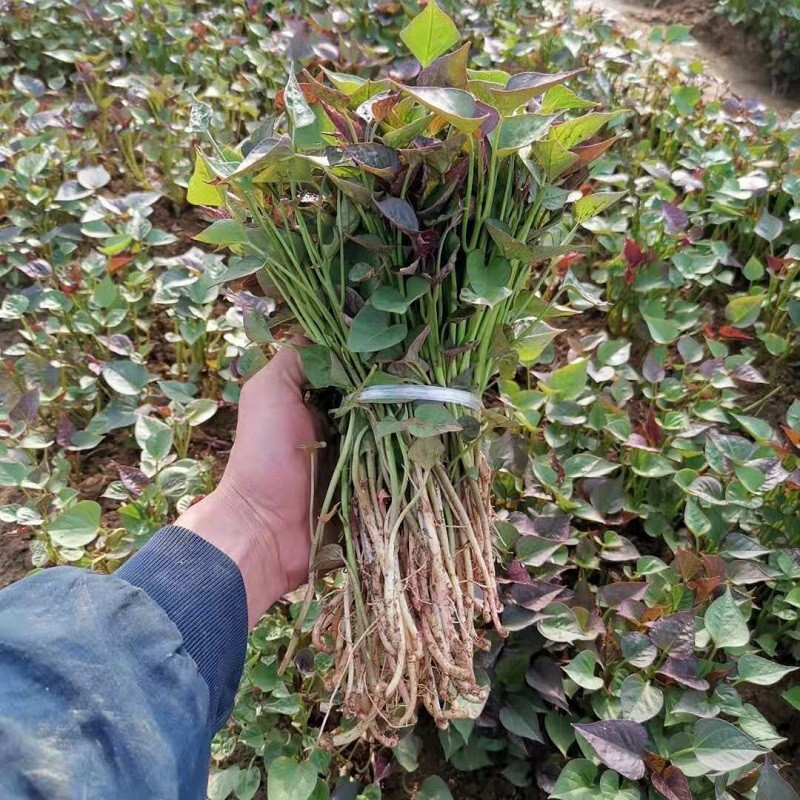 红薯苗蜜薯苗西瓜红薯苗板栗薯苗地瓜苗烟薯苗紫薯秧苗100颗