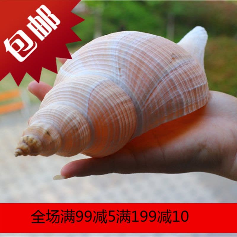 天然海螺贝壳澳洲长香螺大法螺密宗法器道士号角家居摆件礼品【价格图片