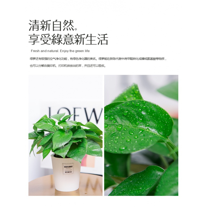 绿萝盆栽室内弹痕净化空气绿萝长藤垂吊水培植物盆景大绿箩180精品自吸水12盆 壶1 液2 带盆栽好报价 参数 图片 视频 怎么样 问答 苏宁易购