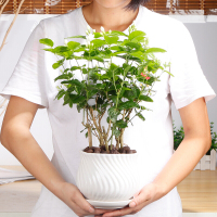 茉莉盆栽绿植花卉盆景客厅办公室内庭院阳台净化空气开花植物茉莉(鱼跃龙盆)含盆