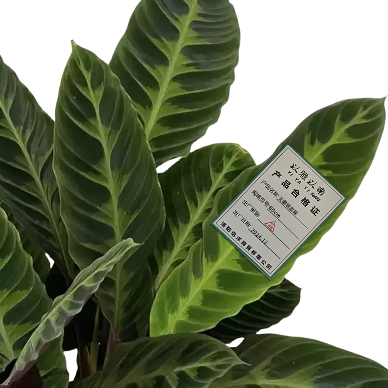 以雅以南 天鹅绒盆栽60cm/盆高清大图