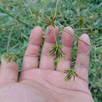 新货大别山区野生鬼针干鬼针野生三叶鬼针鬼针500克