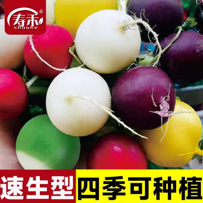 樱桃萝卜 约卉五彩樱桃萝卜种400粒/袋