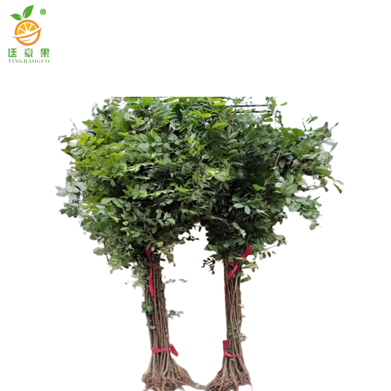 廷豪果 紫穗槐 带盆 1.2m /棵高清大图