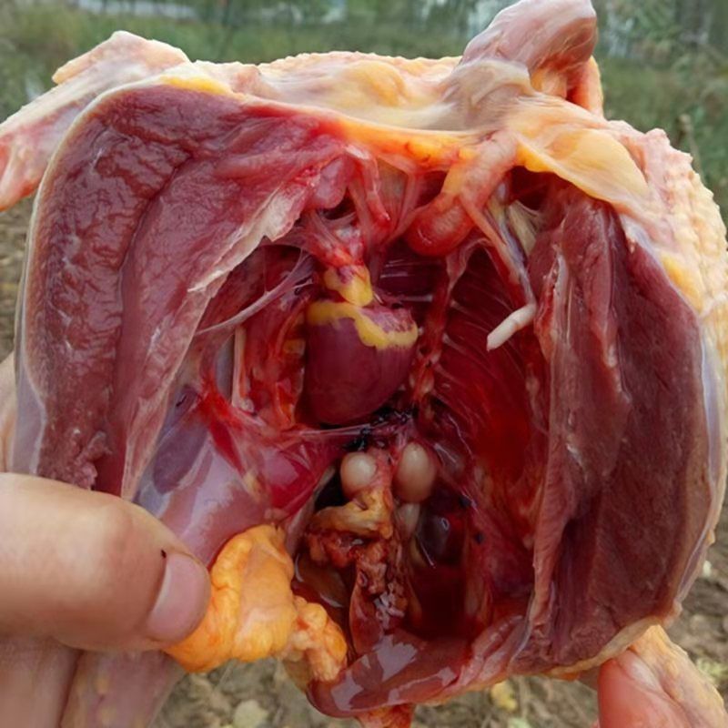 赛卡伊农家散养老鸽子土鸽乳鸽新鲜现杀杂粮喂养活体现杀乳鸽2只单只