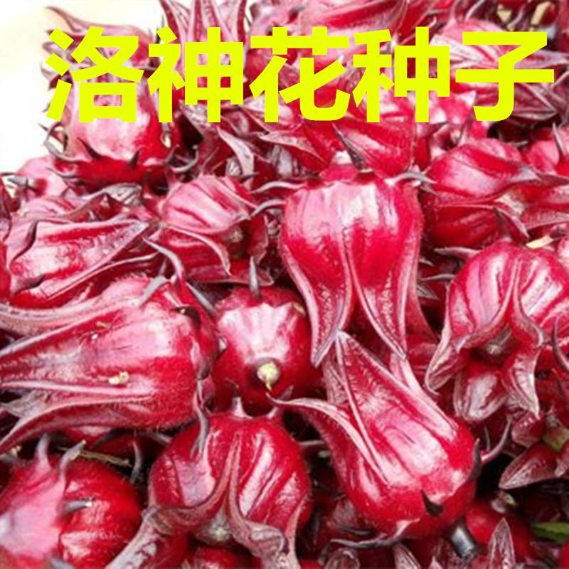 散装洛神花种子 红桃K种子 玫瑰茄种子可食用观赏花卉种子 洛神花种子100粒+肥