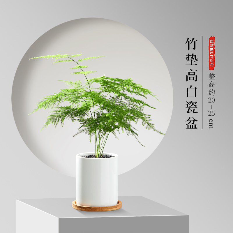 并提供售后服务颜色徽派白色盆2号[文竹]徽派白色盆6号[文竹]竹垫高白