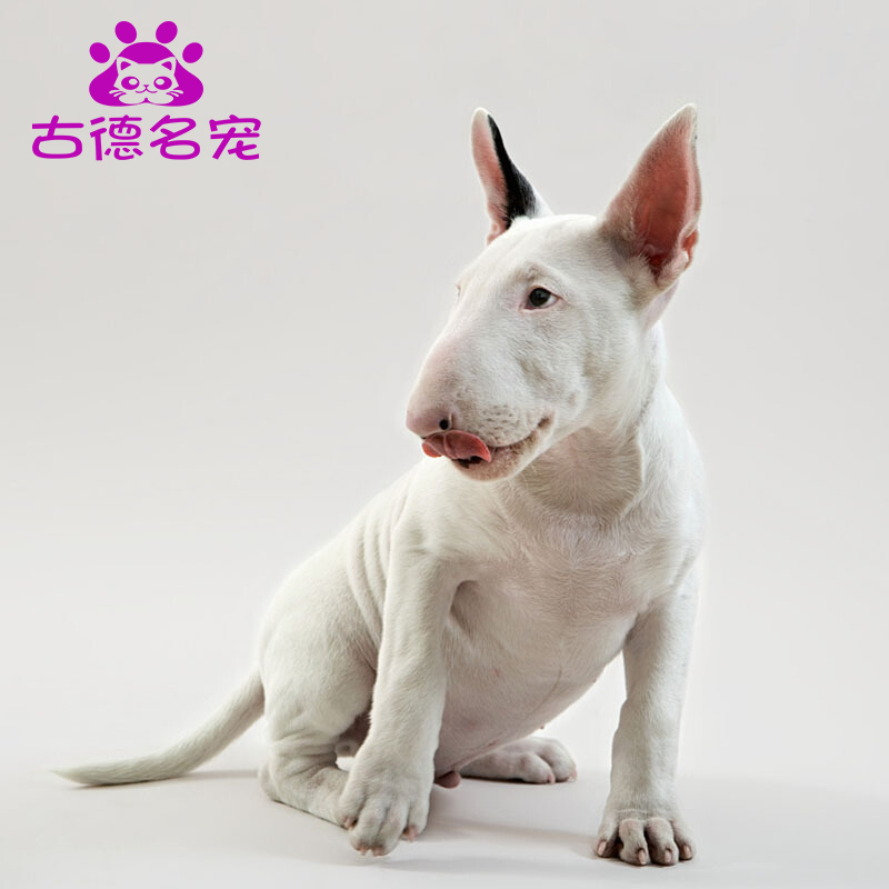 纯种牛头梗犬活体幼犬孙红雷版尖头纯种牛头梗牛头梗幼犬宠物狗纯种