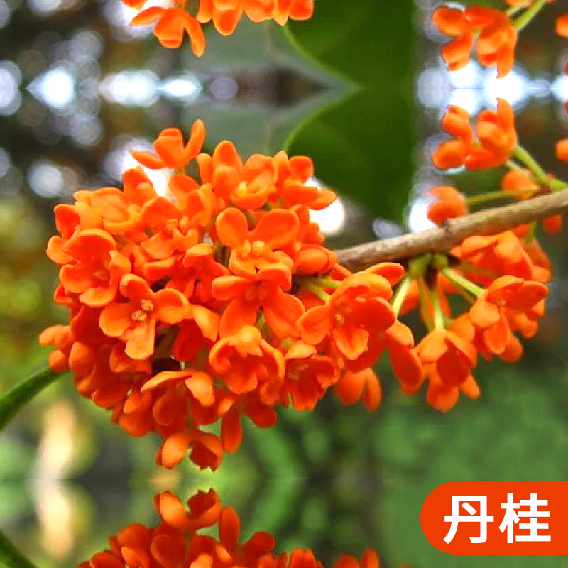 桂花树苗盆栽四季桂室内植物庭院盆景地栽花卉大树耐寒好养不怕 丹桂3公分粗高1.5-1.8米掌柜推荐