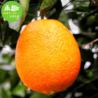 禾趣 南非橙4斤/箱装 禾趣当季应季橙子甜心橙 手剥橙橙子 新鲜秭归脐橙 新鲜水果