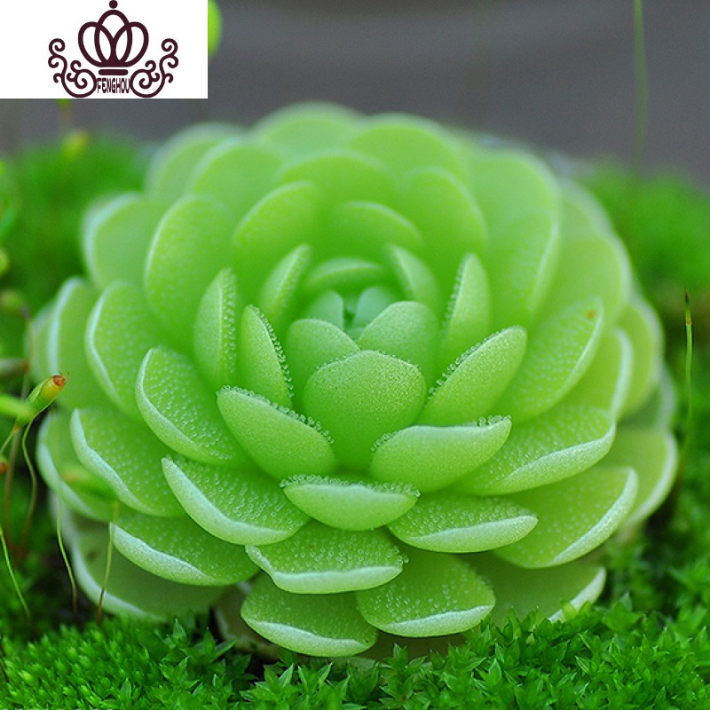 封后 Fenghou 园艺用品封后爱丝捕虫堇食虫植物食人花 捕蝇多肉稀有贵货花卉盆栽吃爱丝 植株直径 3厘米 塑料盆种好发含盆 价格图片品牌报价 苏宁易购战狼家居专营店