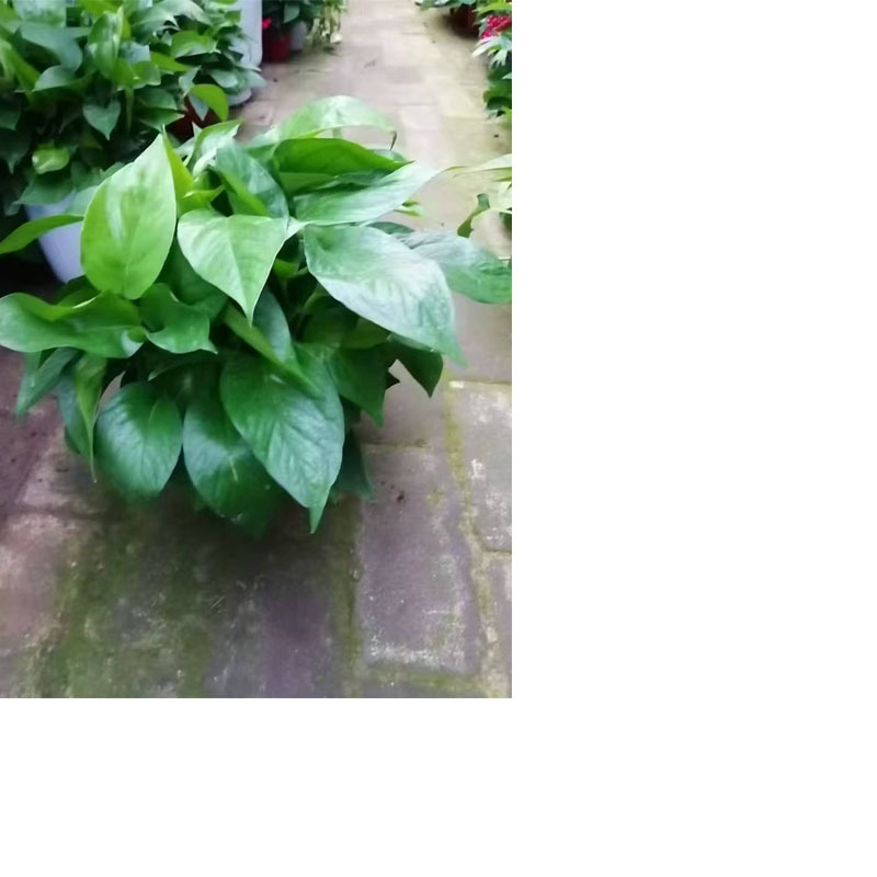 小盆绿植绿萝