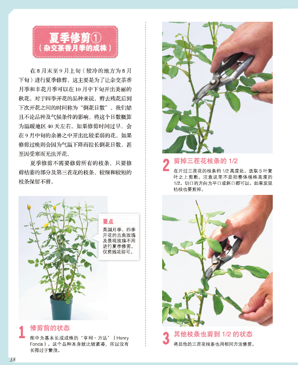[醉染正版]绿手指园艺丛书 全图解玫瑰月季爆盆技巧 铃木满男 家庭园艺养花技巧 170种人气盆栽玫瑰 玫瑰月季爆盆养护修高清大图