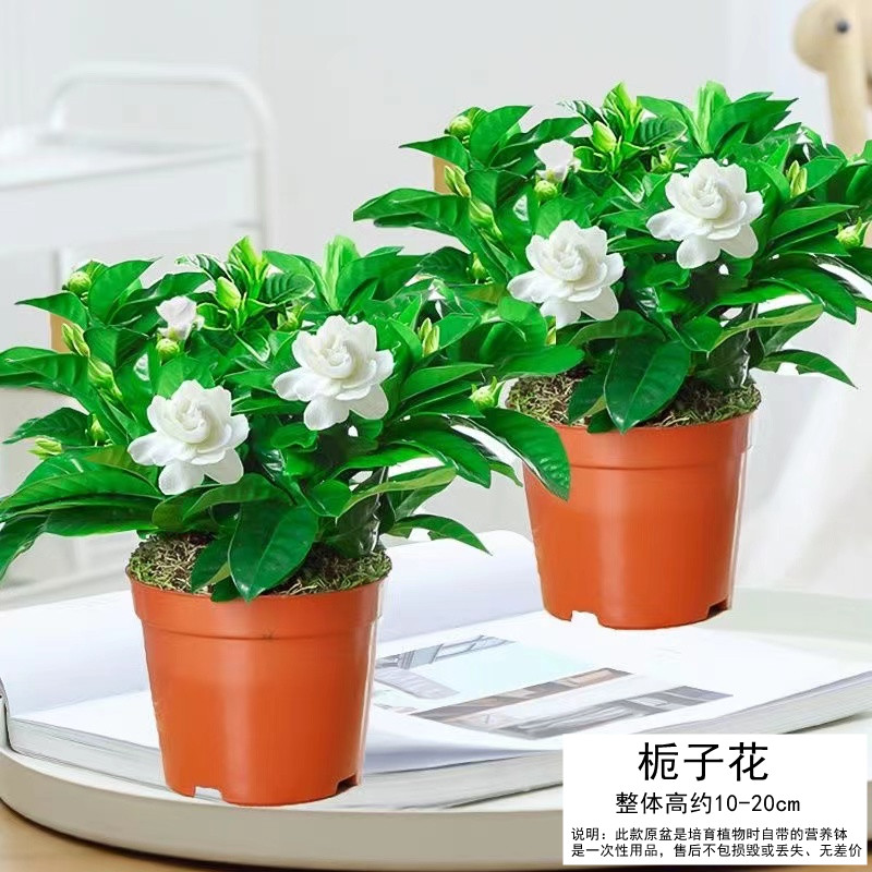 栀子花盆栽九里香水培茉莉花卉绿植物室内四季开花客厅大型绿箩 亏本2盆100#精品栀子花原土不含盆送营养肥