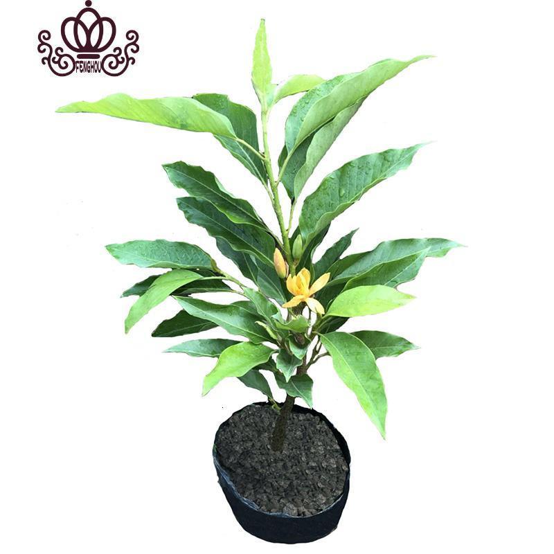 封后白兰花盆栽树苗带花苞花卉植物室内四季开花浓香型角兰好养的花