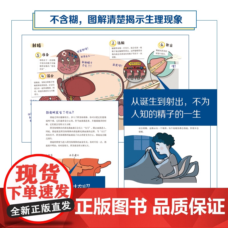 精子有话说 青春期性教育 青春期男孩 生理科普 10-16岁男孩自主阅读 北京科学技术高清大图