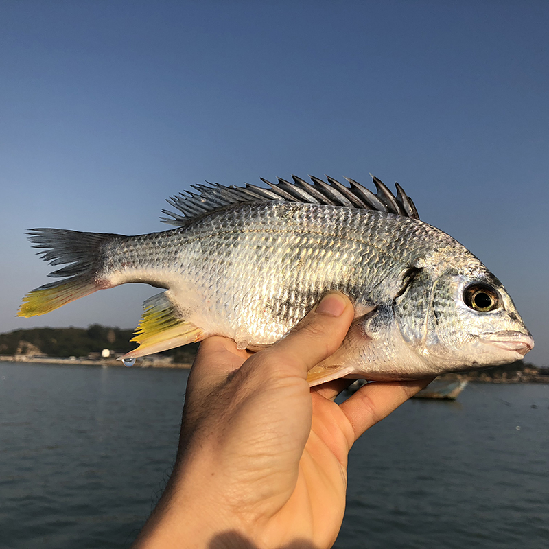 [四海生鲜] 东山岛海钓黄翅鱼(1条3两到1斤)黄立鱼黄脚立新鲜海鲜水产 可去肚 500克