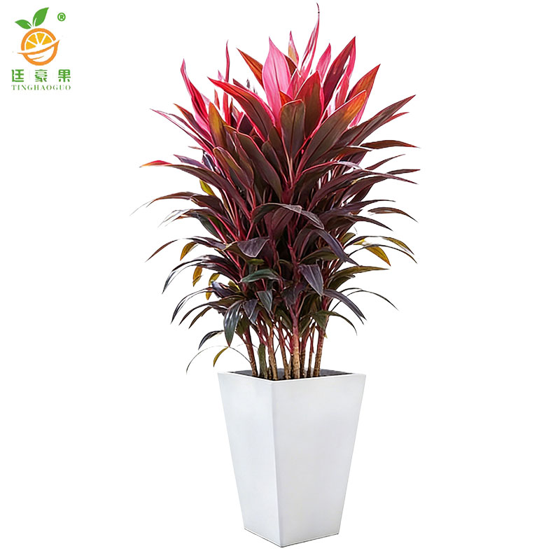 廷豪果 精品红铁 70cm /盆高清大图
