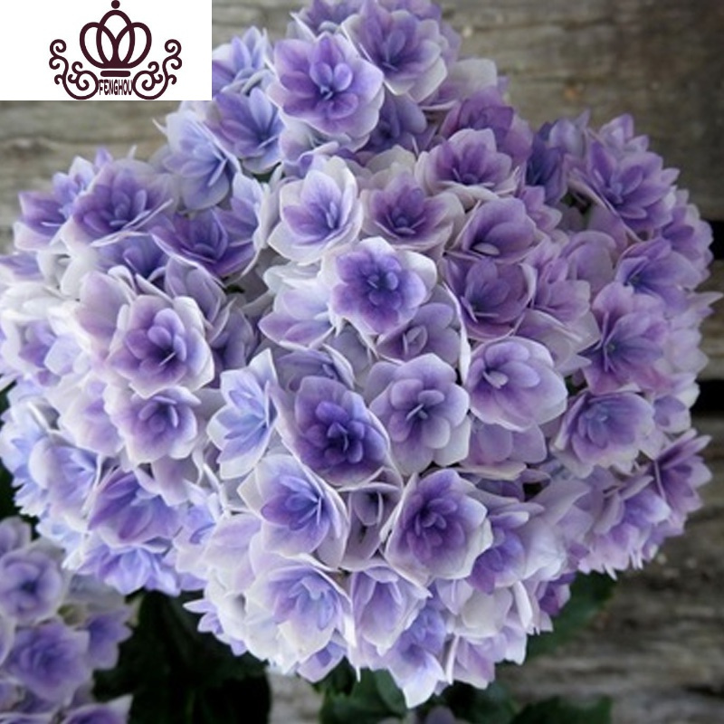 封后无尽夏绣球花苗盆栽花卉老桩植物室内带花苞八仙特大当年开花四季19夏洛特公主当年开花3棵不含盆图片 高清实拍大图 苏宁易购