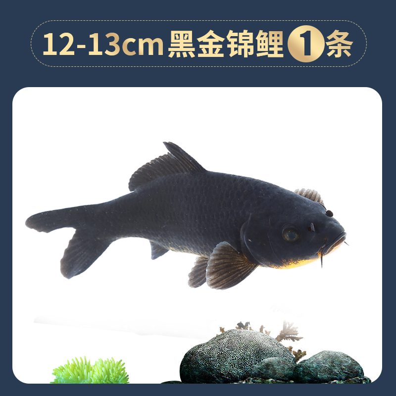 宠弗冷水淡水观赏鱼锦鲤鱼活鱼金鱼小型淡水好养红鲤鱼纯种小锦鲤鱼苗报价 参数 图片 视频 怎么样 问答 苏宁易购