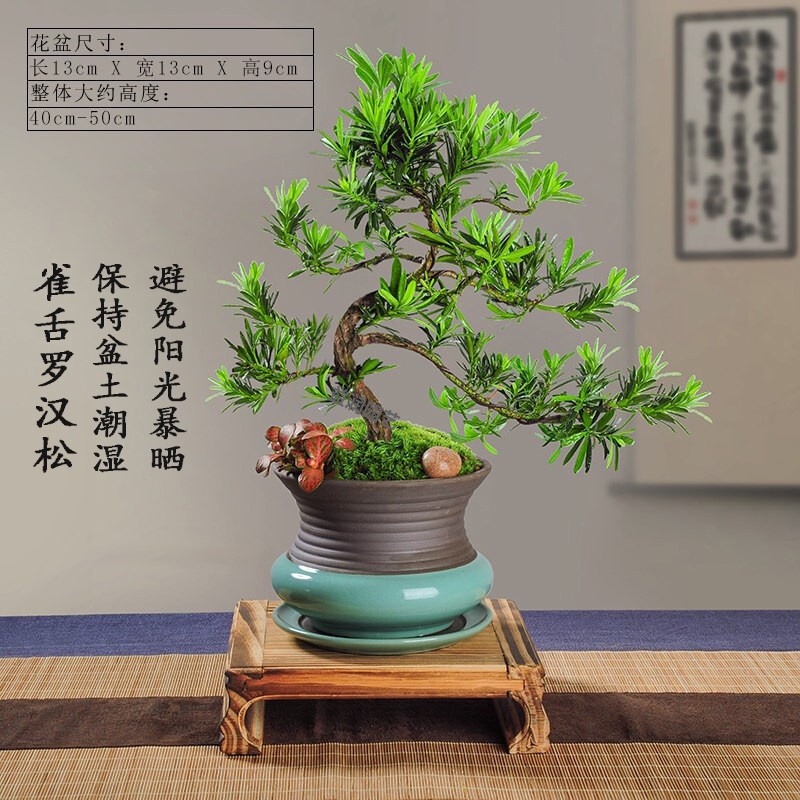 盆栽罗汉松 报价行情 排行 品牌 参数 怎么样 图片 商家 苏宁易购