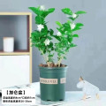 茉莉花苗盆栽水培带花苞九里香栀子花卉绿植物四季开花室内鲜花 精品茉莉花2棵装加仑盆送营养肥