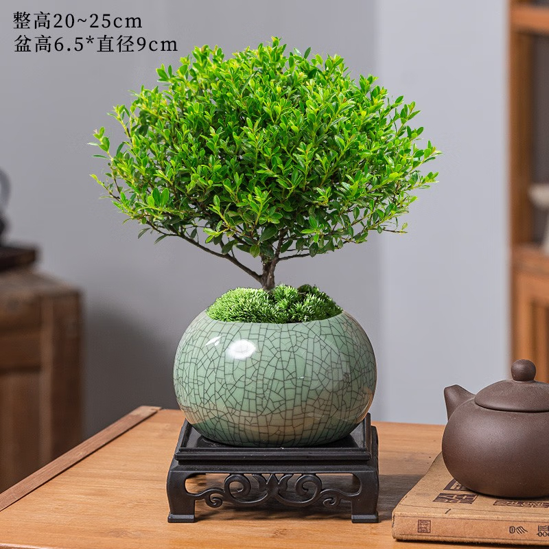 小叶赤楠盆景摆件高清大图