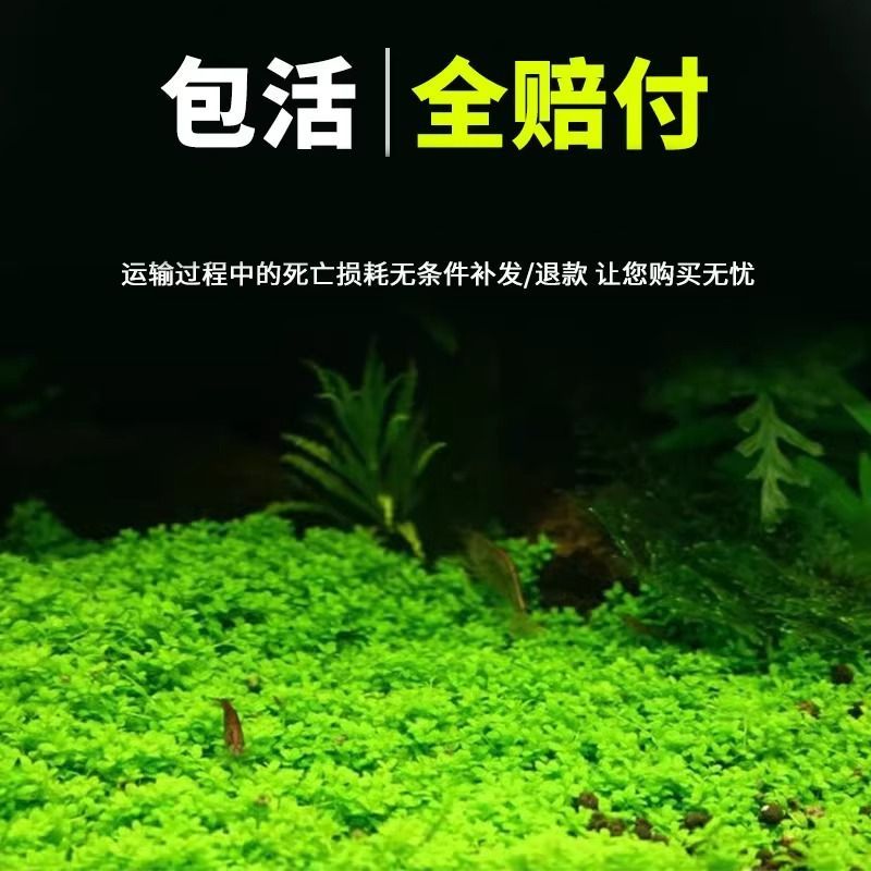 爬地矮珍珠前景水草植物日本水下叶鱼缸造景水培真草古法养鱼趴地高清大图