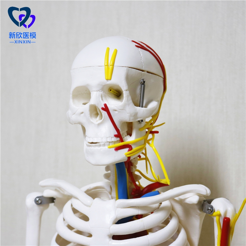 医学人体骨骼模型骨架带肌肉仿真玩具小白全身真人可拆卸正骨医用 E款普通款半身肌肉起止点高清大图