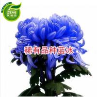 盆栽菊花苗菊花大苗室内庭院花卉绿植四季菊花大苗当年开花蓝冰冰一颗不含盆