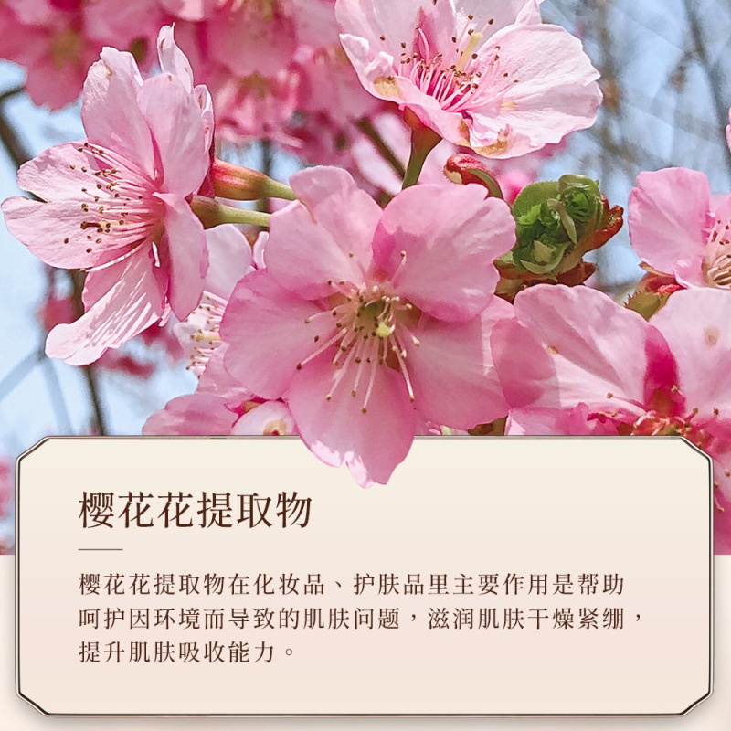 韩芬 樱花香氛身体乳260ml 补水保湿滋润提靓细滑肌肤 润肤乳护肤品
