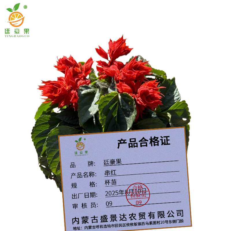 廷豪果 串红 一串红 杯苗 /束高清大图