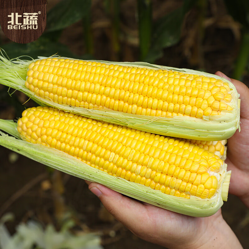 玉米种子 金甜13玉米 100粒/袋高清大图