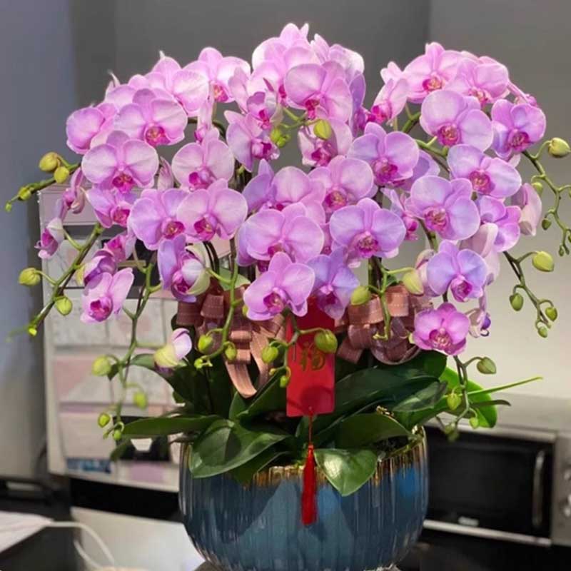 环孤 蝴蝶兰带花盆栽 蒸蒸日上-8株 (单位:盆)高清大图