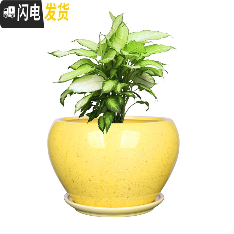 三维工匠苹果型花盆陶瓷大号绿植绿萝花盆创意个性室内阳台兰花盆 苹果.蓝雪兰 大花盆容器