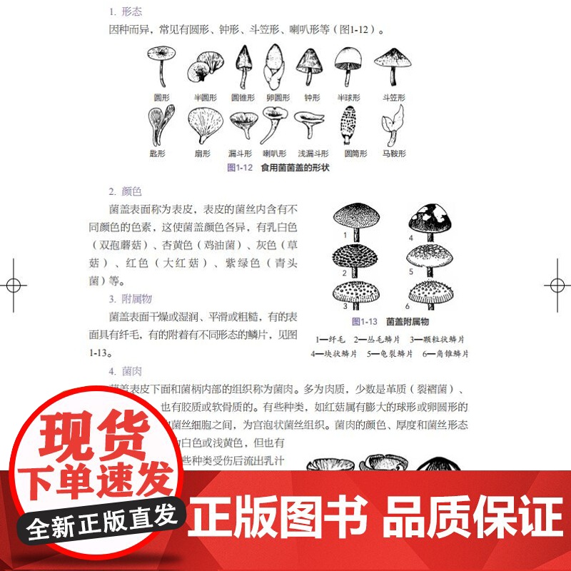 教材-食用菌生产技术高等职业教育生态林业专业群特色教材王海霞2025年1月印1版1印9787518451371新形态活页高清大图