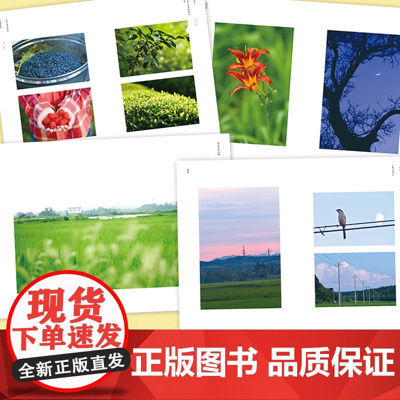 月亮出来 沈书枝著 青年实力作家紫金·人民文学之星”散文佳作奖豆瓣阅读征文大赛首奖得主 现代文学小说正版书高清大图