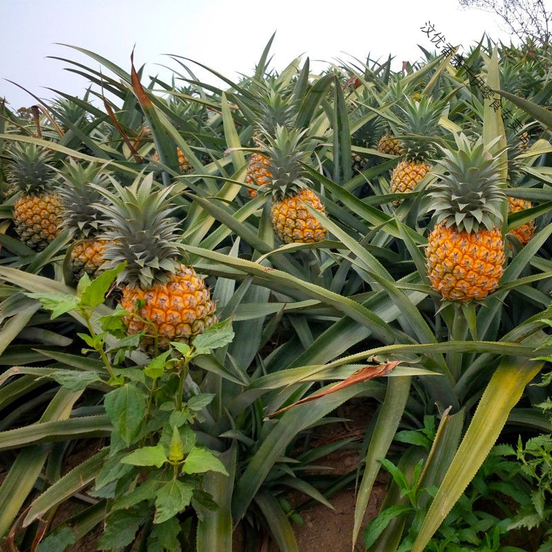菠萝新鲜水果 当季整箱应季手撕凤梨小菠萝蜜 带箱9.2-10斤[店主推荐]送刀