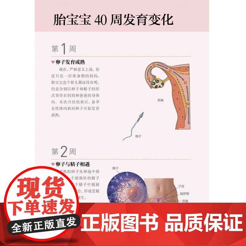 怀孕一天一页怀孕每周吃什么怀孕书籍孕期书籍大全孕妇书籍大全怀孕期备孕书籍十月怀胎备孕书籍孕妇食谱怀孕胎教故事书胎教故事书高清大图