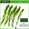 金鱼藻蜈蚣草水草植物绿菊鱼缸造景水培真草养鱼草缸绿植净水新草 均码 金鱼藻5支送圆心萍