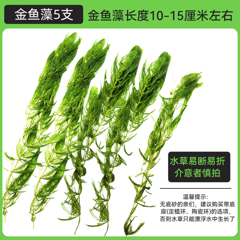 金鱼藻蜈蚣草水草植物绿菊鱼缸造景水培真草养鱼草缸绿植净水新手